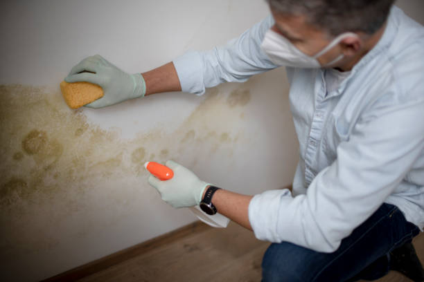 Best Residential Mold Inspection & Testing  in Barton, NM